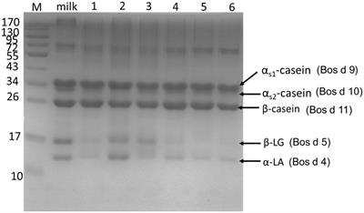 Identification of peptides sequence and conformation contributed to potential allergenicity of main allergens in yogurts